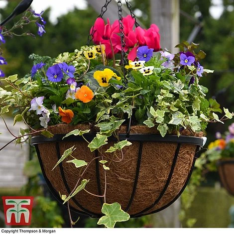 Garden Grow Hanging Basket & Liner 6 Garden Grow Hanging Basket & Liner - Image 4