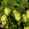 Humulus Lupulus -PlantHub Shop HUMU 56076 A