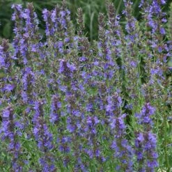 Hyssopus Officinalis -PlantHub Shop HYSS T58384 A h