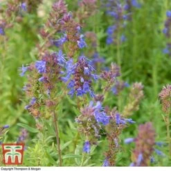 Hyssopus Officinalis -PlantHub Shop HYSS T58384 B