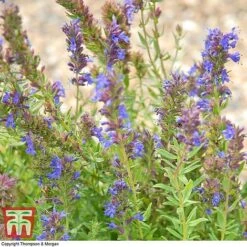 Hyssopus Officinalis -PlantHub Shop HYSS T58384 C