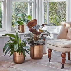 Indoor Chelsea Brass Planter H28Cm D28Cm 5 Indoor Chelsea Brass Planter H28Cm D28Cm -PlantHub Shop ICBP28 1