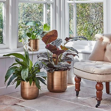 Indoor Chelsea Brass Planter H28Cm D28Cm 4 Indoor Chelsea Brass Planter H28Cm D28Cm - Image 2