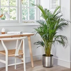 Indoor Chelsea Pewter Planter H26Cm D25Cm 5 Indoor Chelsea Pewter Planter H26Cm D25Cm -PlantHub Shop ICPP25 1