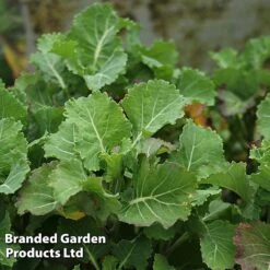 Kale 'Daubenton's Green' -PlantHub Shop KALE DAUBGREEN S493261