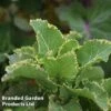Kale 'Daubenton's Variegata' -PlantHub Shop KALE DAUBVARIE S493251