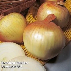 Onion Triple Pack (Autumn Planting) 7 Onion Triple Pack (Autumn Planting) -PlantHub Shop KC2347 3