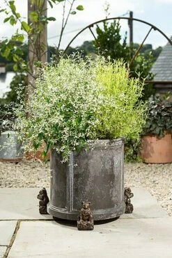 Antique Bronze Coloured Koala Potty Feet - Plant Pot Feet 11 Antique Bronze Coloured Koala Potty Feet - Plant Pot Feet -PlantHub Shop KOALA20 20OUTDOOR20POT20 20PF0090