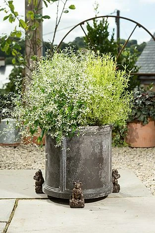 Antique Bronze Coloured Koala Potty Feet - Plant Pot Feet 5 Antique Bronze Coloured Koala Potty Feet - Plant Pot Feet - Image 3