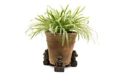 Antique Bronze Coloured Koala Potty Feet - Plant Pot Feet 15 Antique Bronze Coloured Koala Potty Feet - Plant Pot Feet -PlantHub Shop KOALA20 20POT20 20PF0090