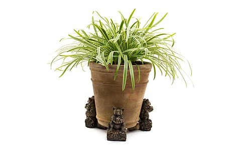 Antique Bronze Coloured Koala Potty Feet - Plant Pot Feet 9 Antique Bronze Coloured Koala Potty Feet - Plant Pot Feet - Image 7
