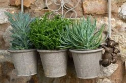 Antique Bronze Coloured Koala Pot Buddy - Pot Hanger -PlantHub Shop KOALA2020CUB20 20HANGING20POTS20120 20CROPPED20 20PB0014