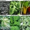Late Cropping Brassicas 'Our Collection' -PlantHub Shop LATE KC2383