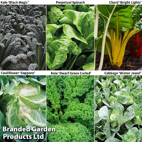 Late Cropping Brassicas 'Our Collection' 3 Late Cropping Brassicas 'Our Collection'