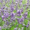 Lavender Angustifolia Essence Purple -PlantHub Shop LAVE ESSENCEPU KA5700