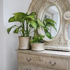 Luxe Bowl White Gold H14CM D24CM -PlantHub Shop LBWG24 3