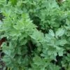 Lovage -PlantHub Shop LOVA T58400 A h
