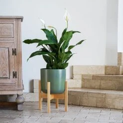 Lisbon Pot And Stand Olive D26Cm 5 Lisbon Pot And Stand Olive D26Cm -PlantHub Shop LPOST26 1