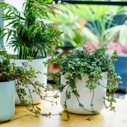 Lisbon Planter White H26Cm D26Cm -PlantHub Shop LPW26 1