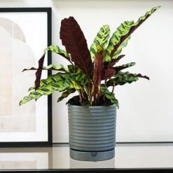 Luna Stoneware Planter & Saucer Grey H20CM D18CM 5 Luna Stoneware Planter & Saucer Grey H20CM D18CM -PlantHub Shop LSPG18 1