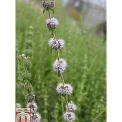 Mentha Pulegium (Marginal Aquatic) 7 Mentha Pulegium (Marginal Aquatic) -PlantHub Shop MENT T78348 C h