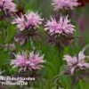 Monarda 'Beauty Of Cobham' -PlantHub Shop MON 64420 A