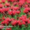 Monarda 'Cambridge Scarlet' 1 Monarda 'Cambridge Scarlet' -PlantHub Shop MONA 64422 A