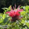 Monarda 'Croftway Pink' -PlantHub Shop MONA 64424 A