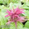 Monarda 'Mahogany' -PlantHub Shop MONA KA5873 A