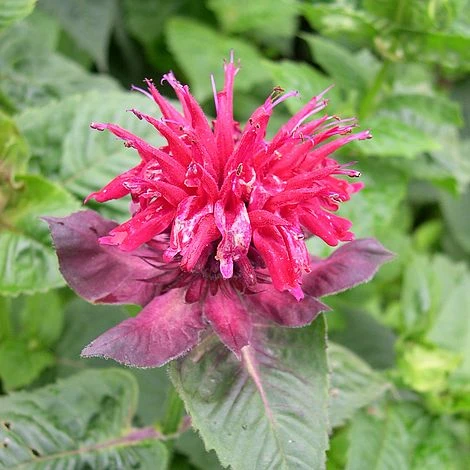 Monarda 'Fireball' 3 Monarda 'Fireball'
