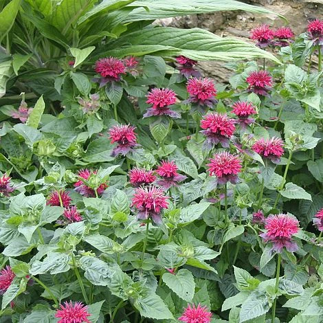 Monarda 'Fireball' 4 Monarda 'Fireball' - Image 2