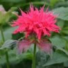 Monarda 'Pink Supreme' 2 Monarda 'Pink Supreme' -PlantHub Shop MONA T64436 A h