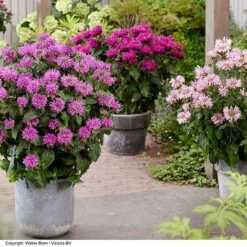 Monarda 'Elegant' Collection -PlantHub Shop MONA ELEGMAGEN S440501