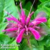 Monarda 'Mohawk' 2 Monarda 'Mohawk' -PlantHub Shop MONA MOHAWK1