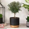Myrtus Communis Stem - Gift -PlantHub Shop MYRT KB3776 A1