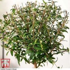 Myrtus Communis Stem - Gift -PlantHub Shop MYRT KB3776 C1