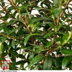 Myrtus Communis Stem - Gift -PlantHub Shop MYRT KB3776 D1