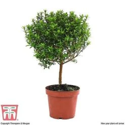 Myrtus Communis Stem - Gift -PlantHub Shop MYRT KB3776 E1