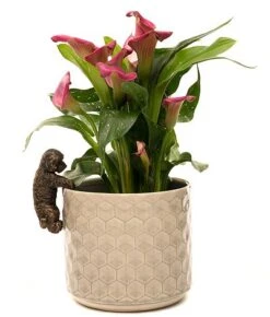 Antique Bronze Coloured Cockapoo Pot Buddy - Pot Hanger -PlantHub Shop PB002420CROPPED20COCKAPOO20POT20BUDDY202