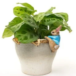 Full Colour Beatrix Potter Peter Rabbit Pot Buddy - Pot Hanger -PlantHub Shop PBBP0010C 1 new