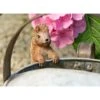 Full Colour Beatrix Potter Squirrel Nutkin Pot Buddy - Pot Hanger 2 Full Colour Beatrix Potter Squirrel Nutkin Pot Buddy - Pot Hanger -PlantHub Shop PBBP007C 71 new