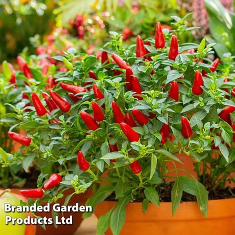 Vegetable Windowsill Collection 4 Vegetable Windowsill Collection - Image 2