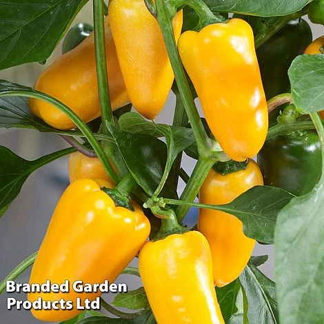 Vegetable Windowsill Collection 5 Vegetable Windowsill Collection - Image 3