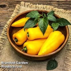 Pepper And Chilli Collection -PlantHub Shop PEPP PILLARYEL L38583