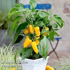 Vegetable Windowsill Collection 11 Vegetable Windowsill Collection -PlantHub Shop PEPP PILLARYEL S60746