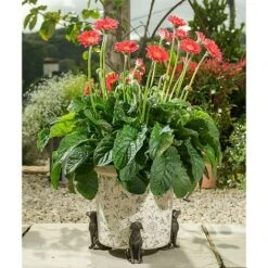 Antique Bronze Coloured Sitting Labrador Potty Feet - Plant Pot Feet 13 Antique Bronze Coloured Sitting Labrador Potty Feet - Plant Pot Feet -PlantHub Shop PF0006 10 new