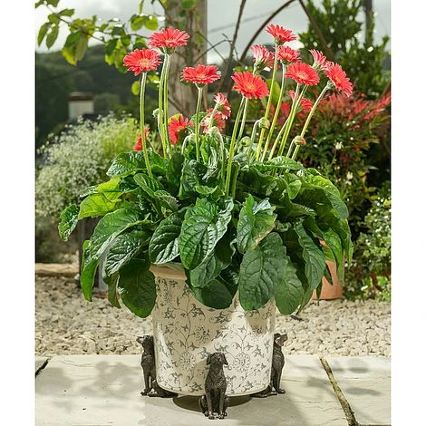 Antique Bronze Coloured Sitting Labrador Potty Feet - Plant Pot Feet 5 Antique Bronze Coloured Sitting Labrador Potty Feet - Plant Pot Feet - Image 3
