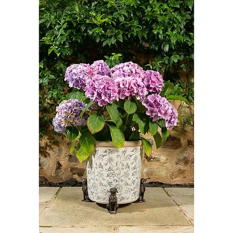 Antique Bronze Coloured Sitting Labrador Potty Feet - Plant Pot Feet 8 Antique Bronze Coloured Sitting Labrador Potty Feet - Plant Pot Feet - Image 6