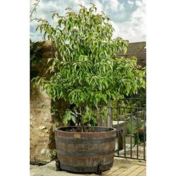 Antique Bronze Coloured Sitting Labrador Potty Feet - Plant Pot Feet 18 Antique Bronze Coloured Sitting Labrador Potty Feet - Plant Pot Feet -PlantHub Shop PF0006 9 new