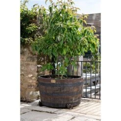 Antique Bronze Coloured Rose Potty Feet - Plant Pot Feet -PlantHub Shop PF0007 4 new